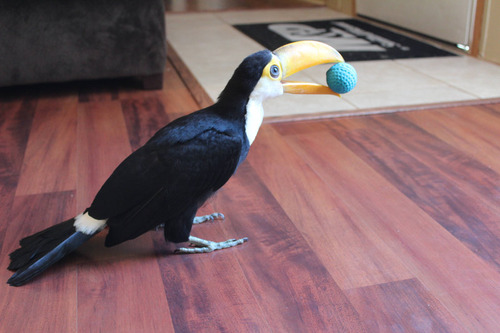 オオハシという珍妙な鳥05