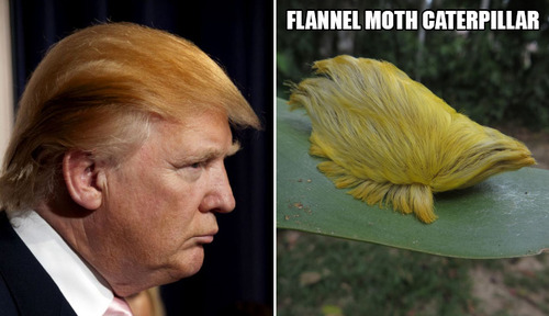 トランプ氏の髪型と完全に一致04