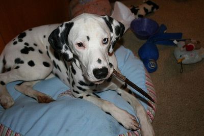 デンジャラス猫&犬16