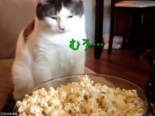 作りたてのポップコーンと猫00