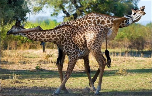 キリンのストレッチ01