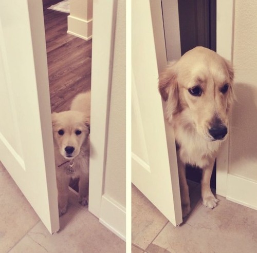 犬の成長04