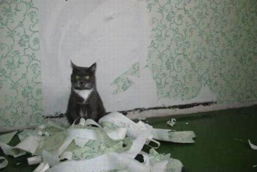 ペットがあなたの留守中にすること08