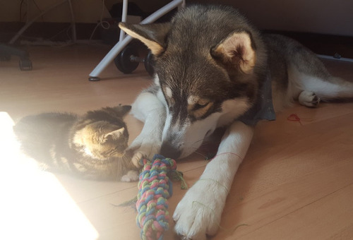 不安症の犬が子猫と出会った01