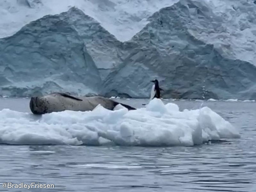 アザラシの前に飛びだしたペンギン