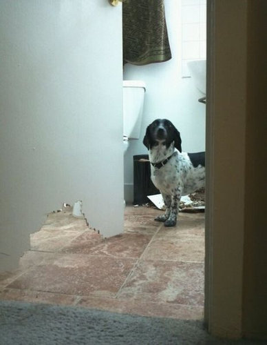 ペットのいたずら08