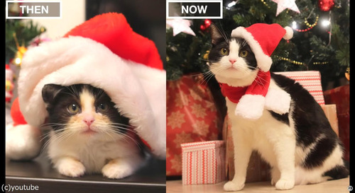 猫の3か月と3歳を比較05
