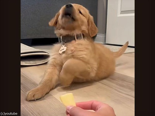 犬だって食べず嫌いはある…初めてのリンゴを拒否するも、かじってみたら→「美味しい！」（動画）