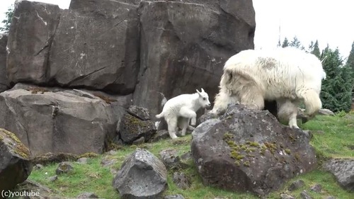 ���Ф�������򤹤�䥮�λҤɤ�02