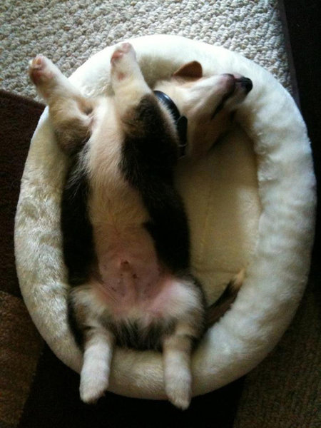 子犬たちが初めて家に来た日18