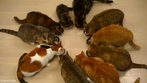 猫10匹が並んで食事04