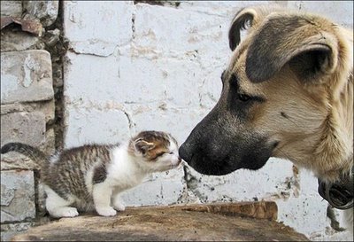 仲良し動物15