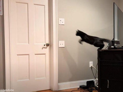 横に離れたところからジャンプしてドアを開ける猫（動画）