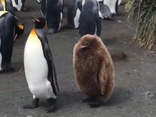 ペンギンの親子01