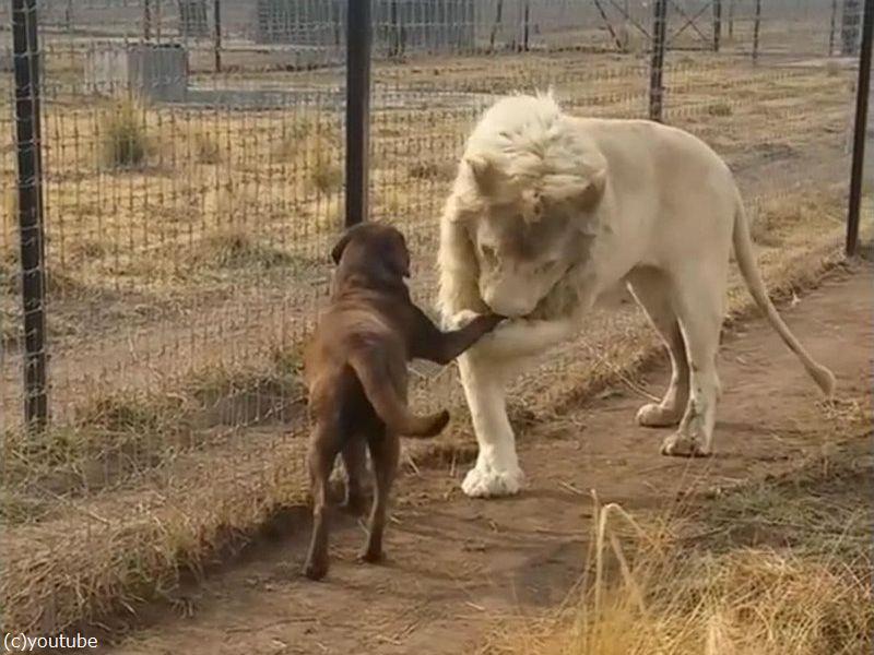 このホワイトライオンは とてつもなく紳士 犬に対してイケメンな行動をとる らばq