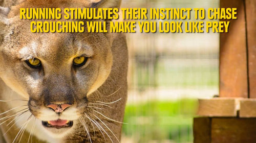 野生動物に遭遇したときのライフハック04