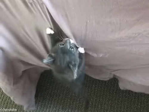 小さな子猫が…自分の何倍も高いベッドをよじ登る（動画）