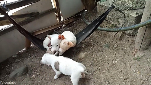 ハンモックで眠る子犬たち01