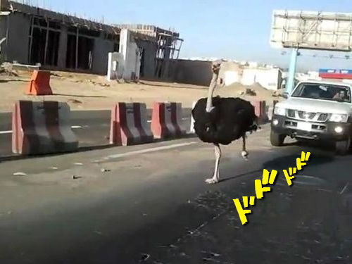 車と並走するダチョウ