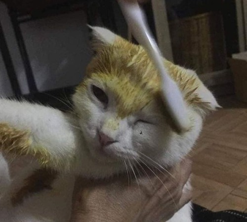 ���ŤΥ�����ǥԥ����奦������ǭ02