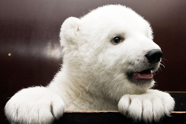 困ったな、白クマの赤ちゃんがかわいすぎるんだ : らばQ