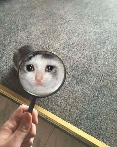 猫を虫眼鏡で観察してみたら 怒っていたとき 迫力満点の写真 らばq 猫を虫眼鏡で観察してみたら 怒っていたとき 迫力満点の写真 らばq