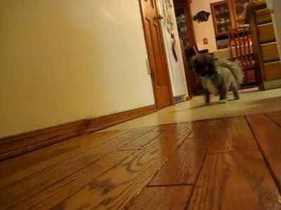 自動犬の運動システム