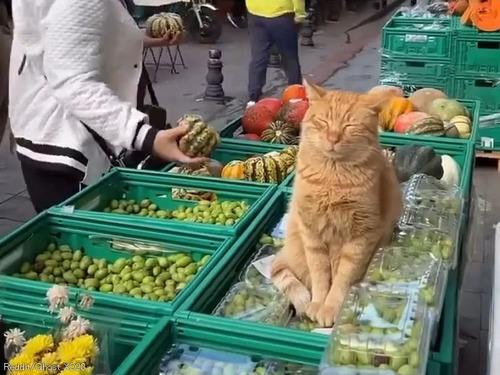 「この街が『猫の楽園』と呼ばれる理由がわかると思う…」とあるイスタンブールの日常風景
