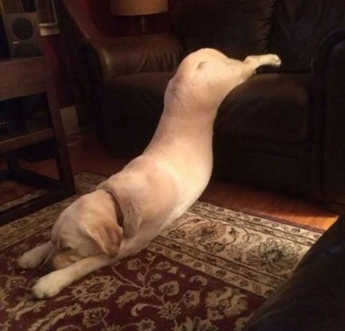 さんざん遊んだ後の犬たち13