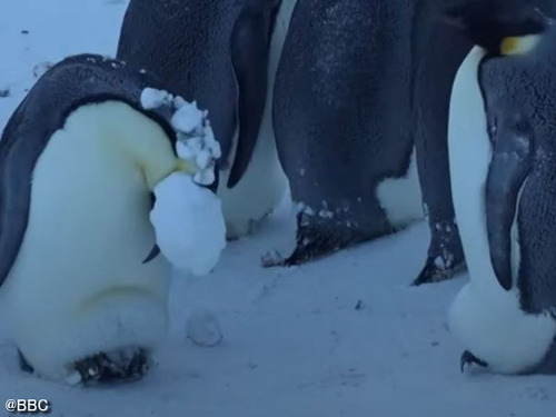 BBCスタッフ、凍りついたペンギンを見殺しにできず「野生に干渉しない」ルールを破って救出する