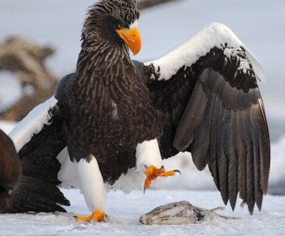 ����ưʪ�����ޥ�04