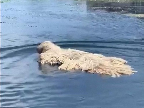 泳ぐモップ…コモンドール犬00