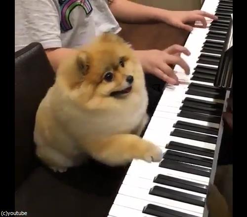 �����θ��ϥԥ��˥���03