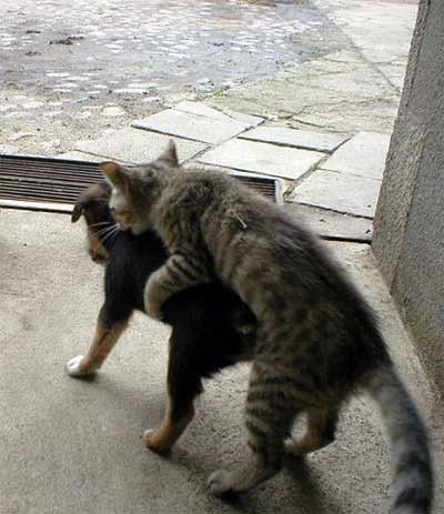 犬に覆いかぶさる猫
