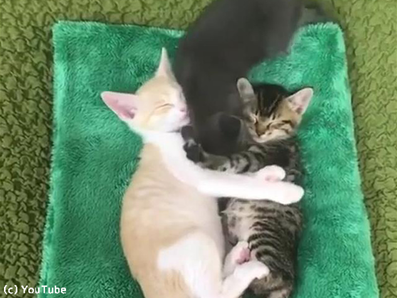 子猫2匹がくっついて寝ている間に 割込み上手な子猫 動画 らばq 子猫2匹がくっついて寝ている間に 割込み上手な子猫 動画 らばq