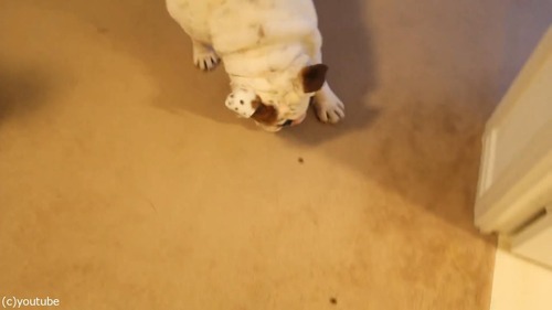 風呂嫌いの犬をおとなしく連れて行く方法02