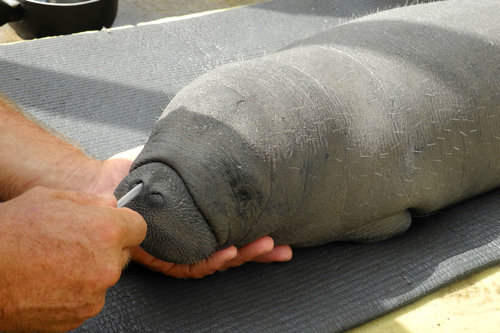 マナティの赤ちゃんを保護した少年04