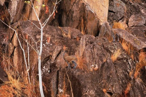 動物はどこ？10