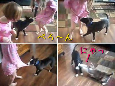 スケベな犬と撃退する猫
