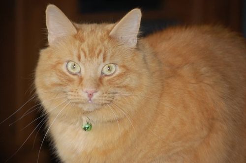 猫が鳥を見るポーズ07