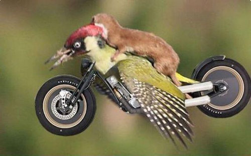 オゴジョとアオゲラ02