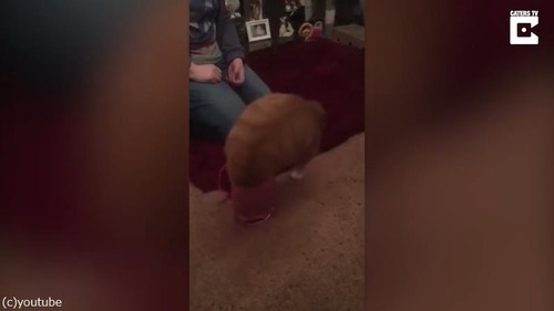 狭いところ好きな猫に訪れた悲劇03