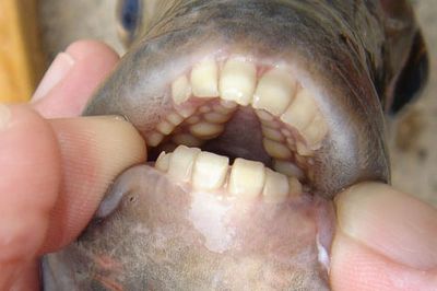 人間のような歯を持つ魚02