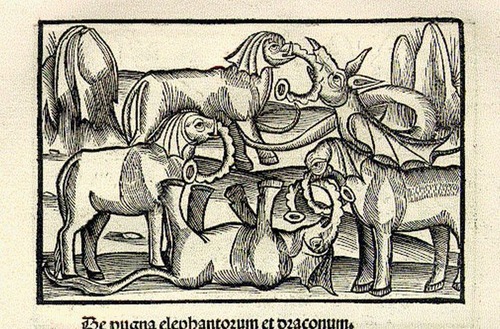 中世の想像で描かれたゾウ04