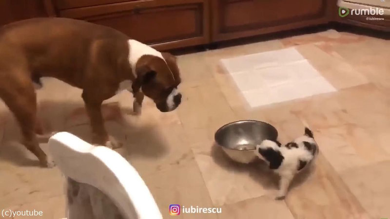 小さな犬が大きな犬からご飯を取り上げた ほのぼのする方法 動画 らばq