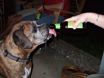 ビール大好き犬08