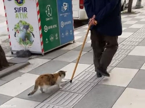 老紳士の杖を追いかけ回す猫