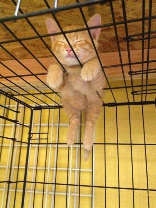 猫はどこでも寝る01