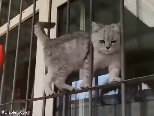 「キャットウォークって言うけど…猫は得意なの？」→得意だった
