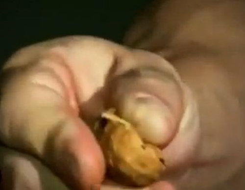 �ꥢ��Ķ�ͥϥ륯12